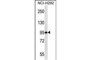 Western blot analysis in NCI-H292 cell line lysates (35ug/lane). (PAPOLG 抗体  (C-Term))