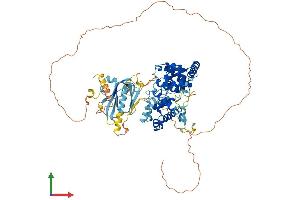 AlphaFold protein structure predicition of Human Recombinant TBC1D16 Protein, UniprotID Q8TBP0