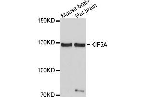 Western blot analysis of extracts of various cell lines, using KIF5A antibody (ABIN1873405) at 1:1000 dilution.