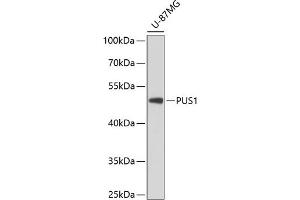 Western blot analysis of extracts of U-87MG cells, using PUS1 antibody (ABIN6128519, ABIN6146504, ABIN6146505 and ABIN6224764) at 1:3000 dilution. (PUS1 抗体  (AA 308-427))