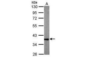 Image no. 2 for anti-Glyceraldehyde-3-Phosphate Dehydrogenase (GAPDH) antibody (ABIN467389) (GAPDH 抗体)
