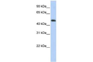 WB Suggested Anti-ARC Antibody Titration:  0. (ARC (Middle Region) 抗体)