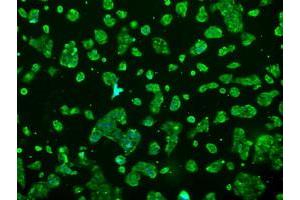 Anti-PRL mouse monoclonal antibody (ABIN2453520) immunofluorescent staining of COS7 cells transiently transfected by pCMV6-ENTRY PRL (RC205627). (Prolactin 抗体)