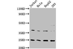 Western Blot Positive WB detected in: Jurkat whole cell lysate, Hela whole cell lysate, HepG2 whole cell lysate, 293 whole cell lysate All lanes: HAMP antibody at 2. (Recombinant Hepcidin 抗体)