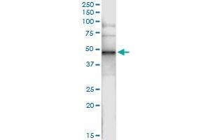 Immunoprecipitation of CNP transfected lysate using anti-CNP MaxPab rabbit polyclonal antibody and Protein A Magnetic Bead , and immunoblotted with CNP purified MaxPab mouse polyclonal antibody (B01P) . (Cnpase 抗体  (AA 1-421))