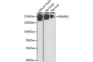Western blot analysis of extracts of various cell lines using SNAP91 Polyclonal Antibody at dilution of 1:1000. (SNAP91 抗体)