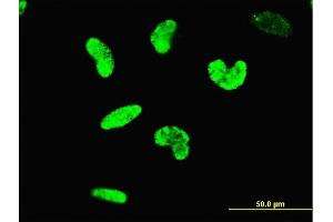 Immunofluorescence of monoclonal antibody to ARID3A on HeLa cell. (ARID3A 抗体  (AA 317-416))