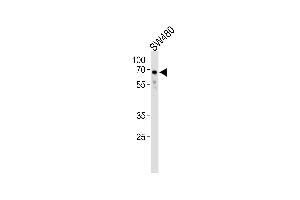 TRIM29 Antibody (Center) (ABIN1538327 and ABIN2838329) western blot analysis in S cell line lysates (35 μg/lane). (TRIM29 抗体  (AA 336-365))