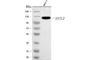 Western blot analysis of SLP2/SYTL2 using anti-SLP2/SYTL2 antibody (ABIN7601965).