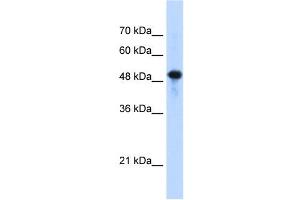 Septin 10 antibody used at 1. (Septin 10 抗体  (C-Term))