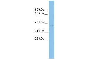 WB Suggested Anti-RALY Antibody Titration: 0. (Raly 抗体  (Middle Region))