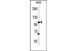 Western blot analysis of DPY19L2 Antibody (C-term) in A549 cell line lysates (35ug/lane). (DPY19L2 抗体  (C-Term))
