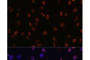 Immunofluorescence (IF) image for anti-Histone 3 (H3) (2meLys14) antibody (ABIN7261231)