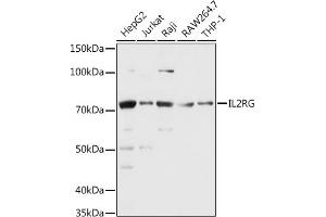 Western blot analysis of extracts of various cell lines, using CD132/IL-2 R gamma antibody (ABIN3022611, ABIN3022612, ABIN3022613, ABIN1513089 and ABIN6218952) at 1:1000 dilution. (IL2RG 抗体  (AA 23-260))