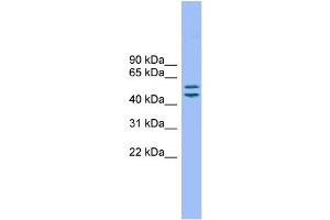 WB Suggested Anti-TM7SF2 Antibody Titration: 0. (TM7SF2 抗体  (N-Term))