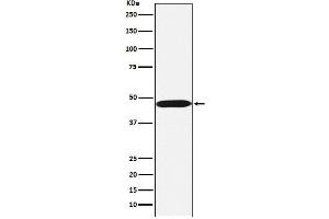 Western Blotting (WB) image for anti-Actin-Like 6A (BAF53A) antibody (ABIN7607024)