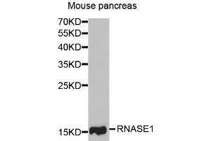Western blot analysis of extracts of mouse pancreas, using RNASE1 antibody. (RNASE1 抗体  (AA 29-156))
