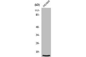 Western Blot analysis of HepG2 cells using Ribosomal Protein L39 Polyclonal Antibody (RPL39 抗体  (N-Term))