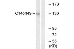 Western blot analysis of extracts from Jurkat cells, using C14orf49 Antibody. (Nesprin3 抗体  (AA 169-218))