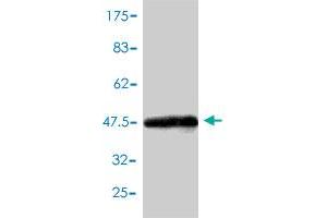 Western Blotting (WB) image for anti-Chromobox Homolog 3 (CBX3) (AA 1-183) antibody (ABIN564925)