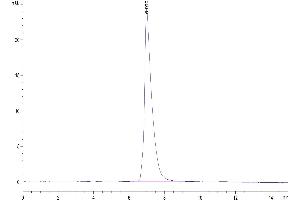 Size-exclusion chromatography-High Pressure Liquid Chromatography (SEC-HPLC) image for Activated Leukocyte Cell Adhesion Molecule (ALCAM) (AA 28-526) protein (His-Avi Tag,Biotin) (ABIN7273818)