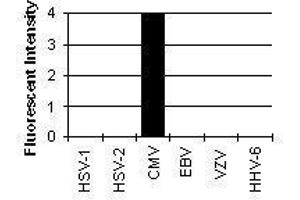 Cross Reactivity Results determined by IFA (CMV p65 抗体)