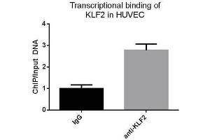 Chromatin Immunoprecipitation (ChIP) image for anti-Kruppel-Like Factor 2 (Lung) (KLF2) (AA 251-355) antibody (ABIN680473)