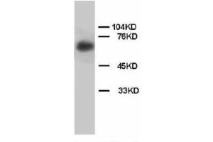 Image no. 2 for anti-Lamin B (AA 570-586) antibody (ABIN1493471) (Lamin B 抗体  (AA 570-586))