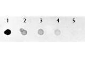 Dot Blot of GFP Antibody Alkaline Phosphatase Conjugated. (GFP 抗体  (Alkaline Phosphatase (AP)))