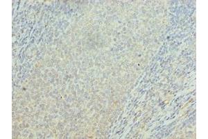 Immunohistochemistry of paraffin-embedded human tonsil tissue using ABIN7162399 at dilution of 1:100 (OSBPL2 抗体  (AA 251-480))