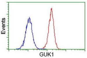 Image no. 2 for anti-Guanylate Kinase 1 (GUK1) antibody (ABIN1498566) (GUK1 抗体)