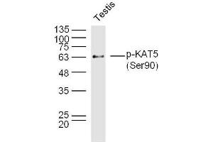 Mouse testis lysates probed with KAT5 (Ser90) Polyclonal Antibody, Unconjugated  at 1:300 overnight at 4˚C. (KAT5 抗体  (pSer90))