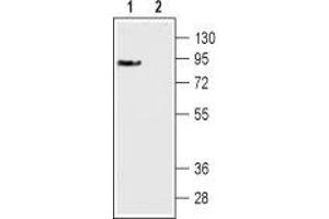 Western blot analysis of mouse brain membranes: - 1. (DRD3 抗体  (Extracellular, N-Term))