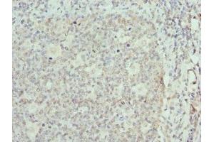 Immunohistochemistry of paraffin-embedded human tonsil tissue using ABIN7152086 at dilution of 1:100 (ELF1 抗体  (AA 1-210))