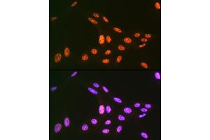 Immunofluorescence analysis of U-2 OS cells using PRP19 Rabbit mAb (ABIN7269505) at dilution of 1:100 (40x lens). (PRP19 抗体)