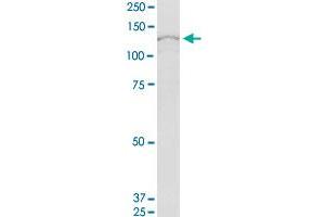 RBM19 MaxPab polyclonal antibody. (RBM19 抗体  (AA 1-960))