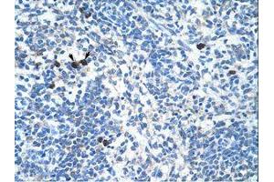 Image no. 1 for anti-Transcription Factor MafB (MAFB) (AA 41-90) antibody (ABIN6736309) (MAFB 抗体  (AA 41-90))