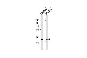 All lanes : Anti-DBP Antibody (C-term) at 1:2000 dilution Lane 1: HepG2 whole cell lysates Lane 2: MCF-7 whole cell lysates Lysates/proteins at 20 μg per lane.