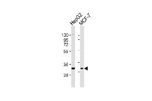 All lanes : Anti-DBP Antibody (C-term) at 1:2000 dilution Lane 1: HepG2 whole cell lysates Lane 2: MCF-7 whole cell lysates Lysates/proteins at 20 μg per lane. (DBP 抗体  (C-Term))