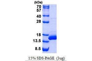 Figure annotation denotes ug of protein loaded and % gel used. (BOLA1 蛋白)