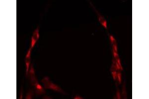 ABIN6275239 staining HepG2 by IF/ICC. (MRPS36 抗体)