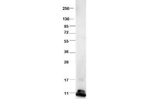 Western blot using  protein-A purified anti-bovine CCL2 antibody shows detection of recombinant bovine CCL2 at 8. (CCL2 抗体)