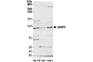 Western Blotting (WB) image for anti-WW Domain Containing E3 Ubiquitin Protein Ligase 2 (WWP2) (AA 200-250) antibody (ABIN7450909) (WWP2 抗体  (AA 200-250))