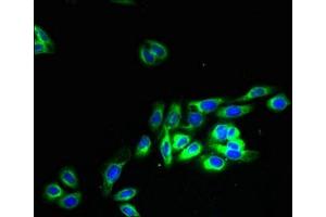 Immunofluorescent analysis of HepG2 cells using ABIN7162175 at dilution of 1:100 and Alexa Fluor 488-congugated AffiniPure Goat Anti-Rabbit IgG(H+L) (OR2H1 抗体  (AA 157-193))