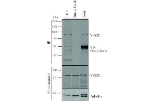 Immunoprecipitation analysis using Mouse Anti-VPS35 Monoclonal Antibody, Clone 10A8 (ABIN6932981). (VPS35 抗体  (Atto 390))