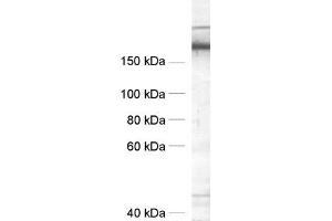 dilution: 1 : 1000, sample: crude synaptic vesicle fraction of rat brain (LP2) (SNAP91 抗体  (AA 279-297))