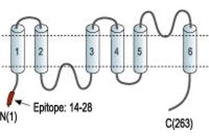 anti-Aquaporin 8 (AQP8) (AA 14-28), (Intracellular), (N-Term) antibody