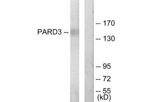 Western Blotting (WB) image for anti-Par-3 Partitioning Defective 3 Homolog (PARD3) (C-Term) antibody (ABIN1849824) (PARD3 抗体  (C-Term))