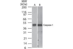 Caspase-1 Western Blot. (Caspase 1 抗体  (C-Term))