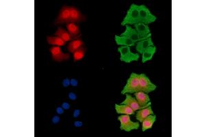 ABIN7096434 and ABIN7100498 staining HepG2 cells by IF/ICC.